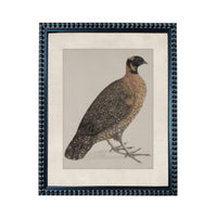 A framed image of a bird, likely a parrot, with a detailed and intricate pattern on its feathers.