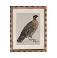 a detailed illustration of a bird, possibly a quail or a similar type of small bird, with a brown and black coloration and a distinctive crest on its head.