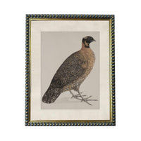 a detailed illustration of a bird, possibly a quail or a similar type of small bird, with a brown and black coloration and a distinctive crest on its head.