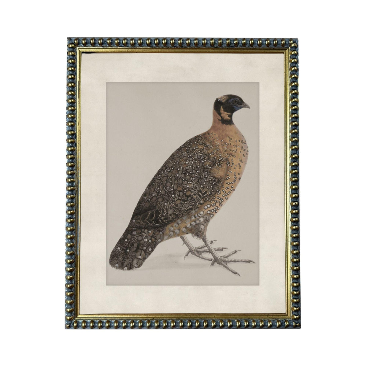 a detailed illustration of a bird, possibly a quail or a similar type of small bird, with a brown and black coloration and a distinctive crest on its head.