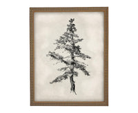 Vintage Framed Tree Sketch: Black and White Canvas Art Print #BOT-168