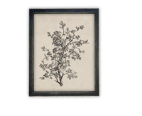 READY to SHIP 8X10 Framed Botanical Sketch Print: Vintage Farmhouse Canvas Art