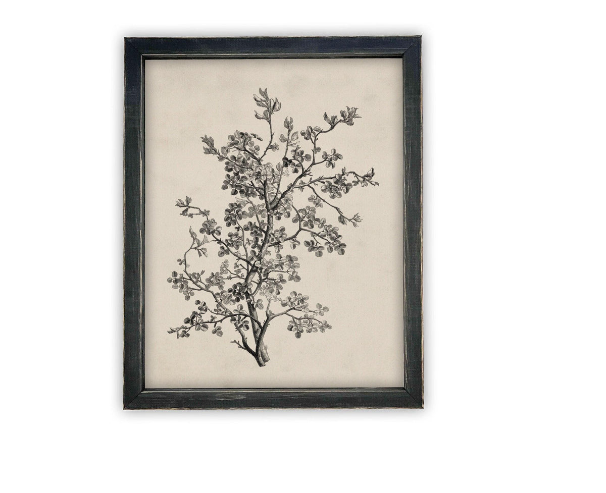 READY to SHIP 8X10 Framed Botanical Sketch Print: Vintage Farmhouse Canvas Art