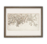 Framed Citrus Tree Sketch #BOT-111