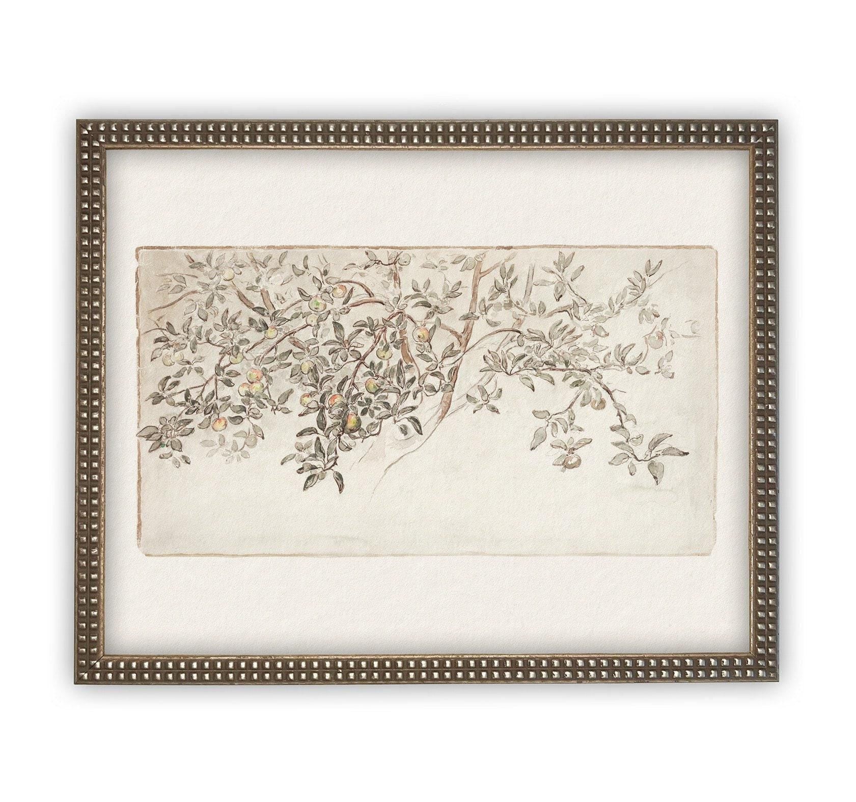 Framed Citrus Tree Sketch #BOT-111