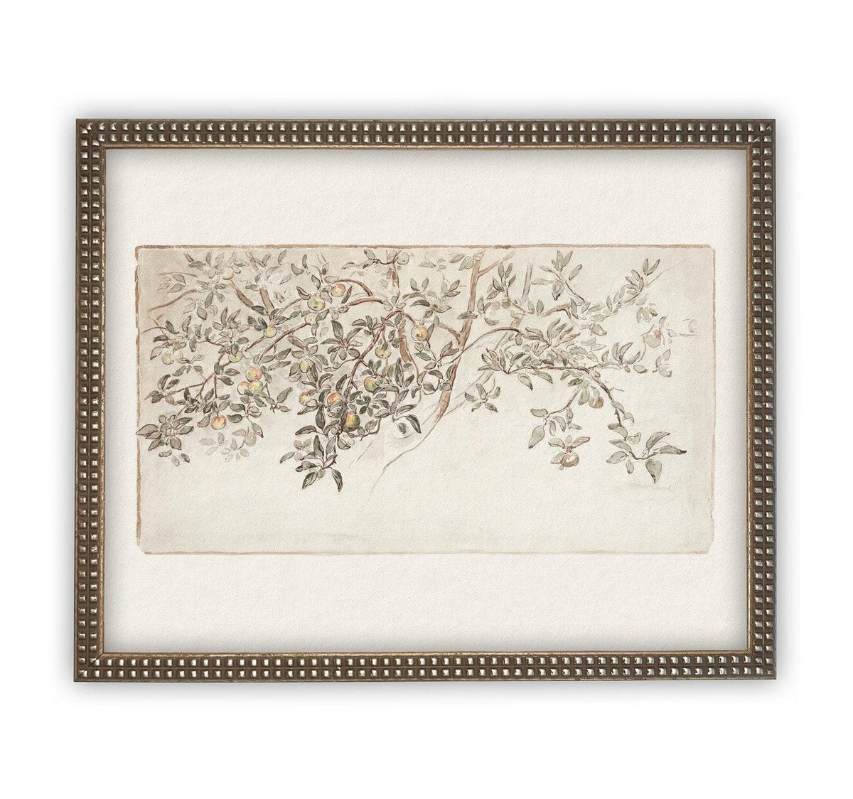READY to SHIP 24X36 Framed Vintage Citrus Tree Print: Botanical Sketch Canvas Art