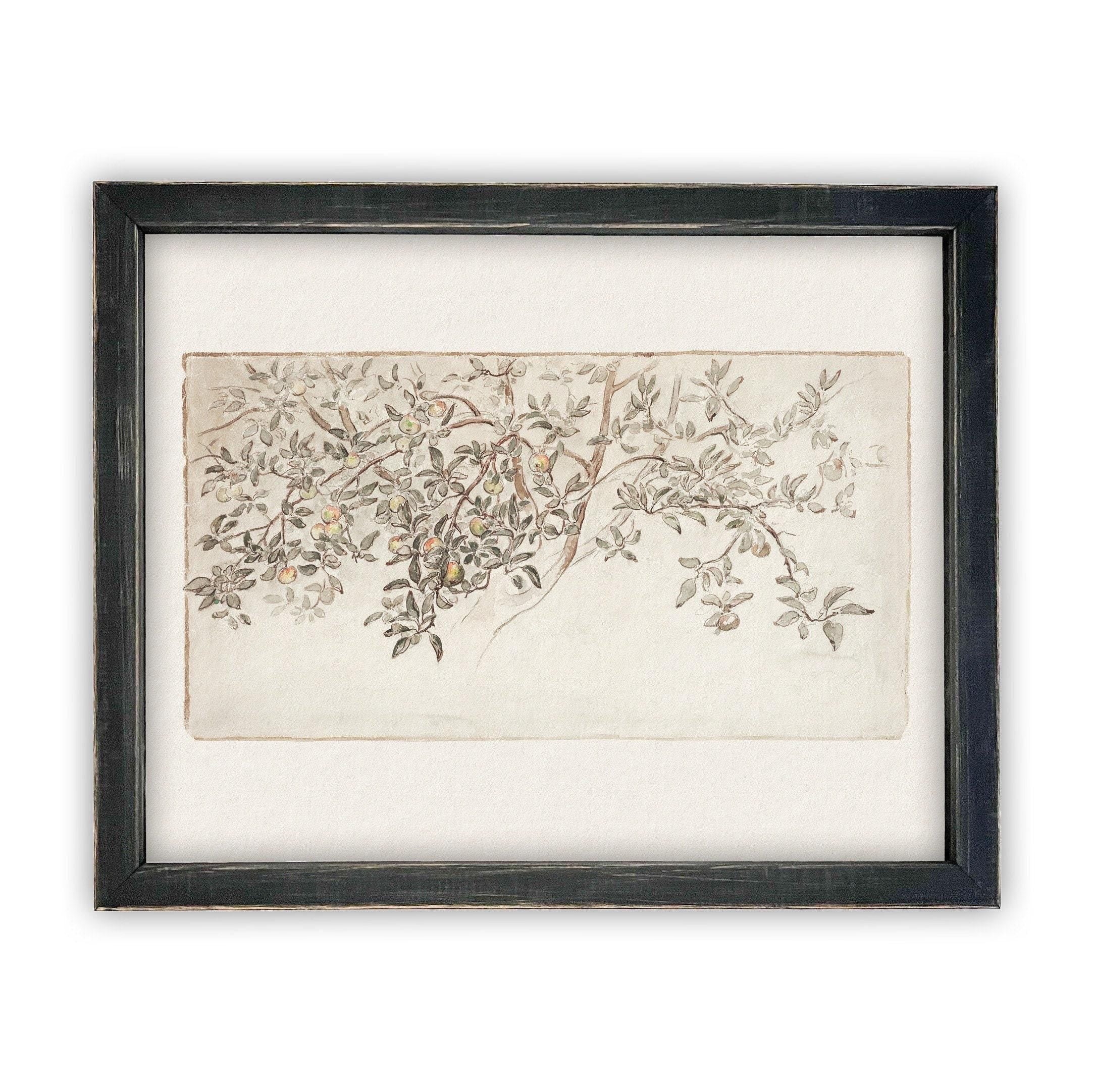 Framed Citrus Tree Sketch #BOT-111