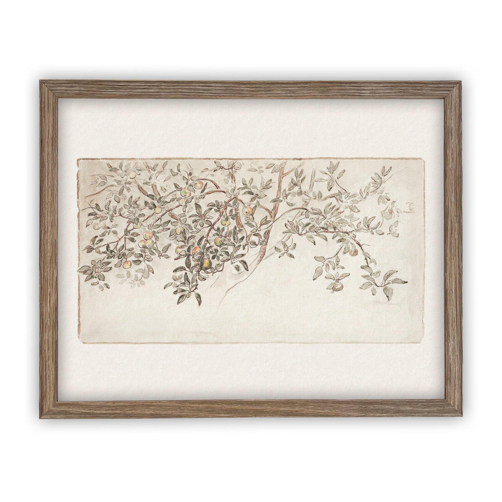 Framed Citrus Tree Sketch #BOT-111