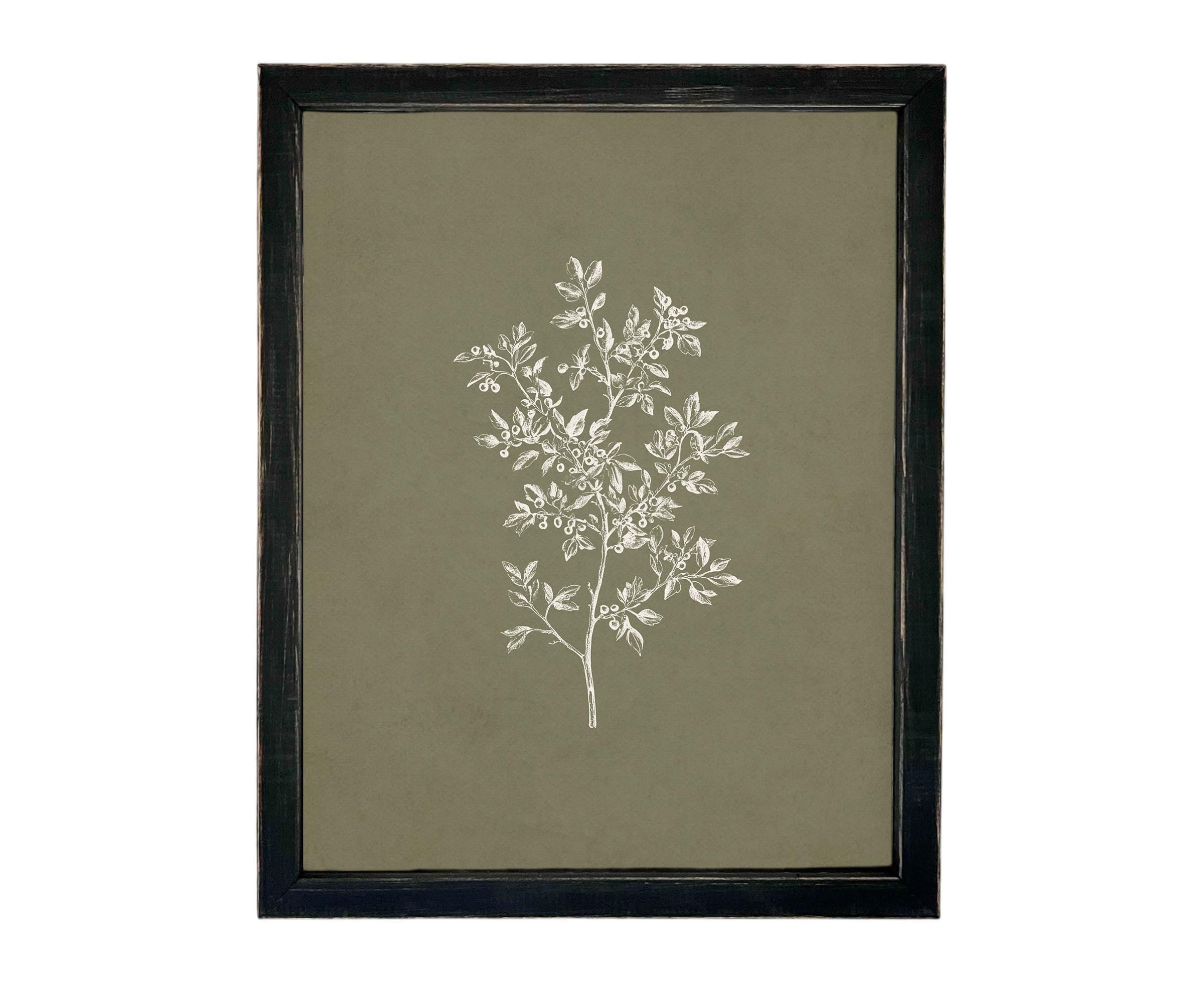 Vintage Framed Botanical Sketch #BOT-169