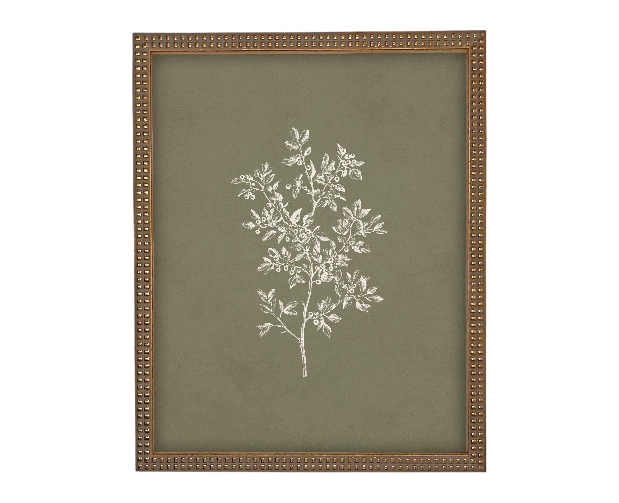 Vintage Framed Botanical Sketch #BOT-169