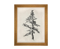 Vintage Framed Tree Sketch: Black and White Canvas Art Print #BOT-168