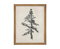 Vintage Framed Tree Sketch: Black and White Canvas Art Print #BOT-168