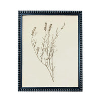 a framed botanical illustration of a plant with delicate, thin branches and small leaves.