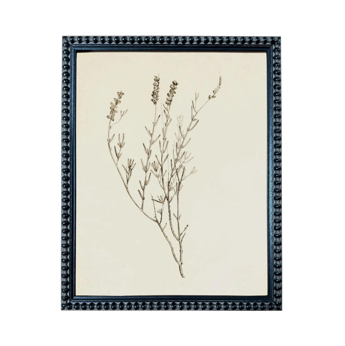 a framed botanical illustration of a plant with delicate, thin branches and small leaves.