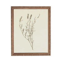 a framed botanical illustration of a plant with delicate, thin leaves and stems.