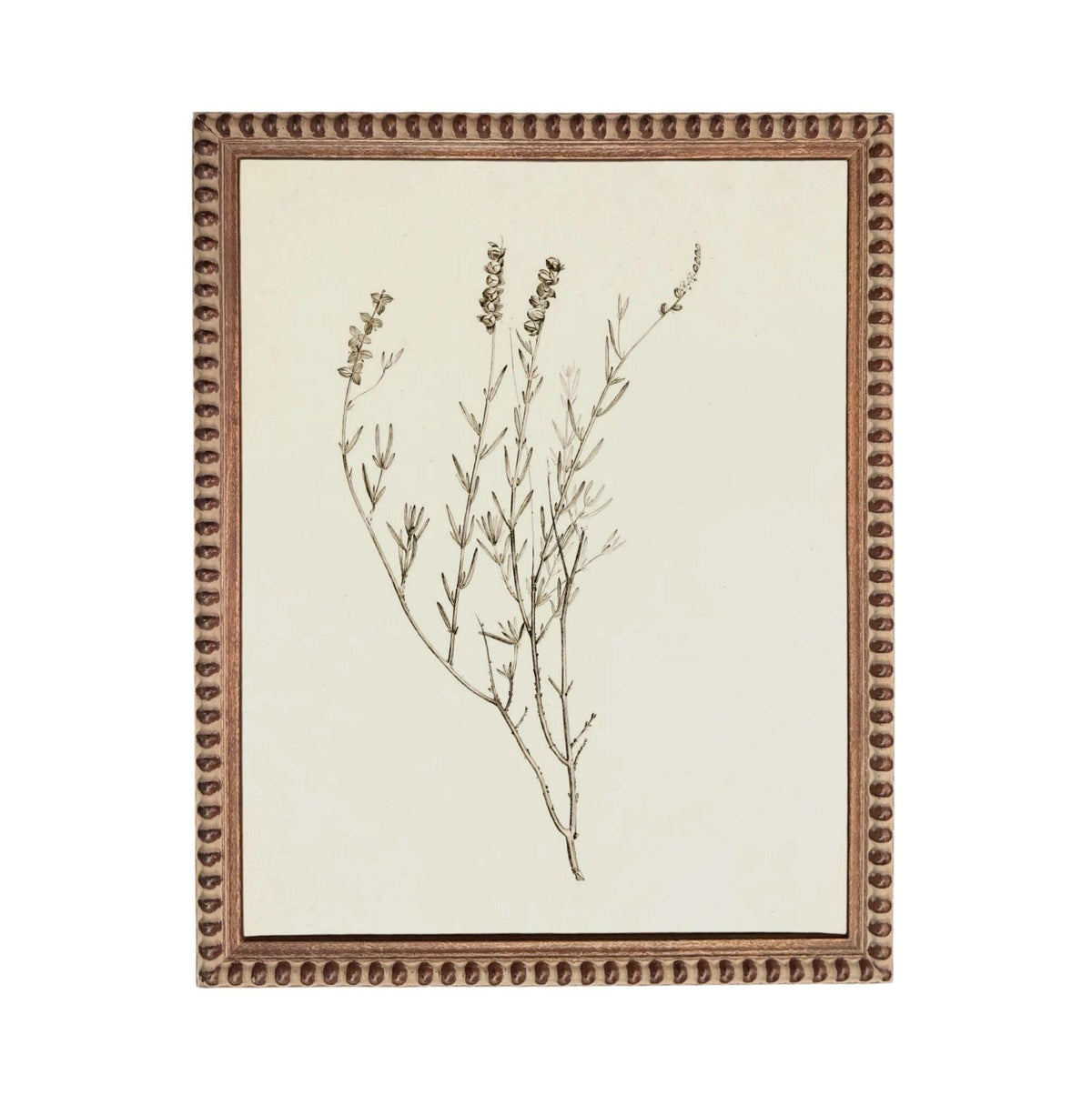 a framed botanical illustration of a plant with delicate, thin leaves and stems.