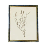 a framed botanical illustration of a plant with delicate, thin branches and leaves.