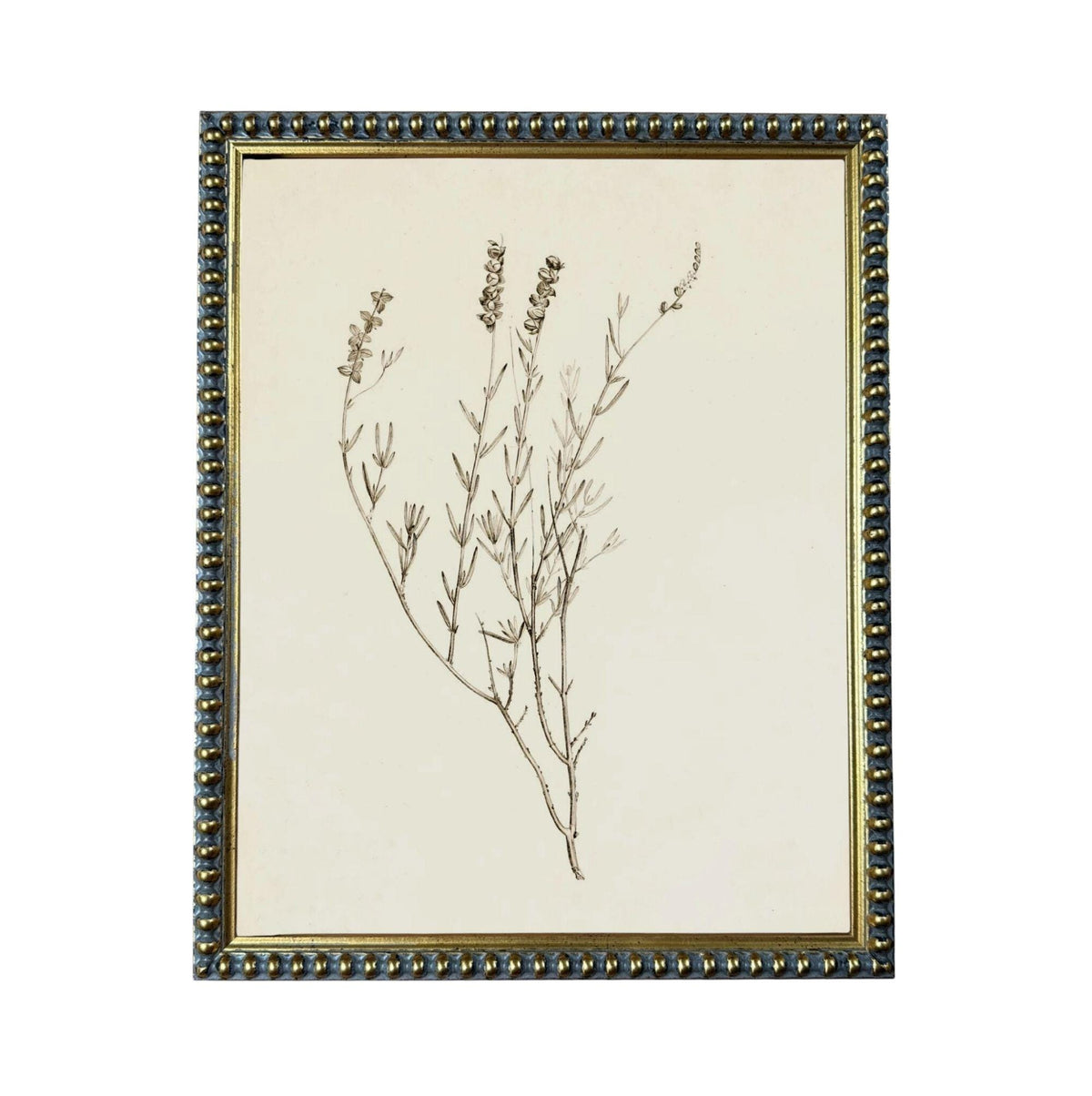 a framed botanical illustration of a plant with delicate, thin branches and leaves.