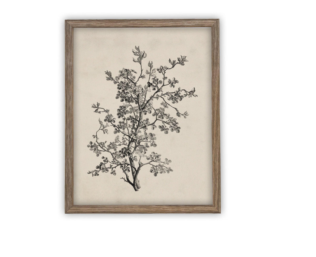 READY to SHIP 8X10 Framed Botanical Sketch Print: Vintage Farmhouse Canvas Art