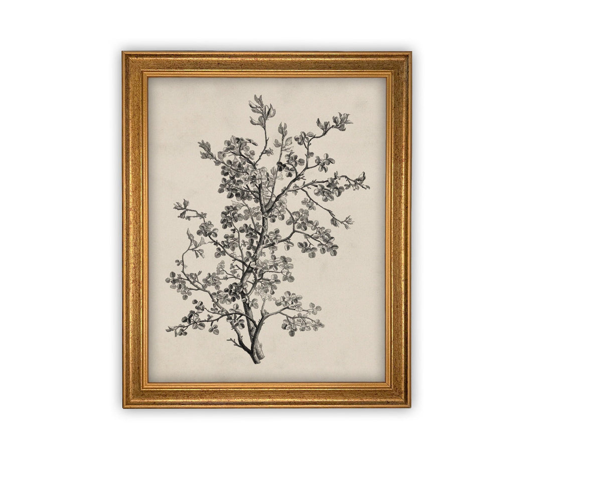 READY to SHIP 8X10 Framed Botanical Sketch Print: Vintage Farmhouse Canvas Art