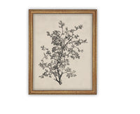 READY to SHIP 8X10 Framed Botanical Sketch Print: Vintage Farmhouse Canvas Art