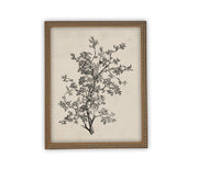 READY to SHIP 8X10 Framed Botanical Sketch Print: Vintage Farmhouse Canvas Art