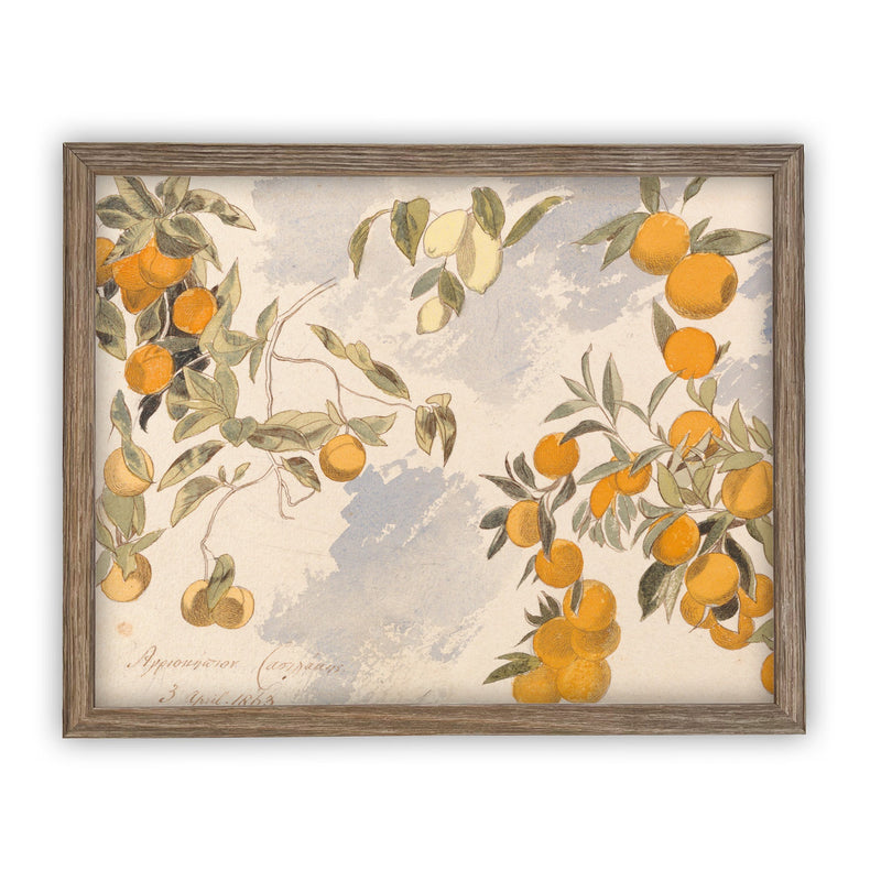 Vintage Framed Canvas Art  // Framed Vintage Print // Vintage Painting // Botanical Citrus Tree Sketch // Farmhouse print  //#BOT-110