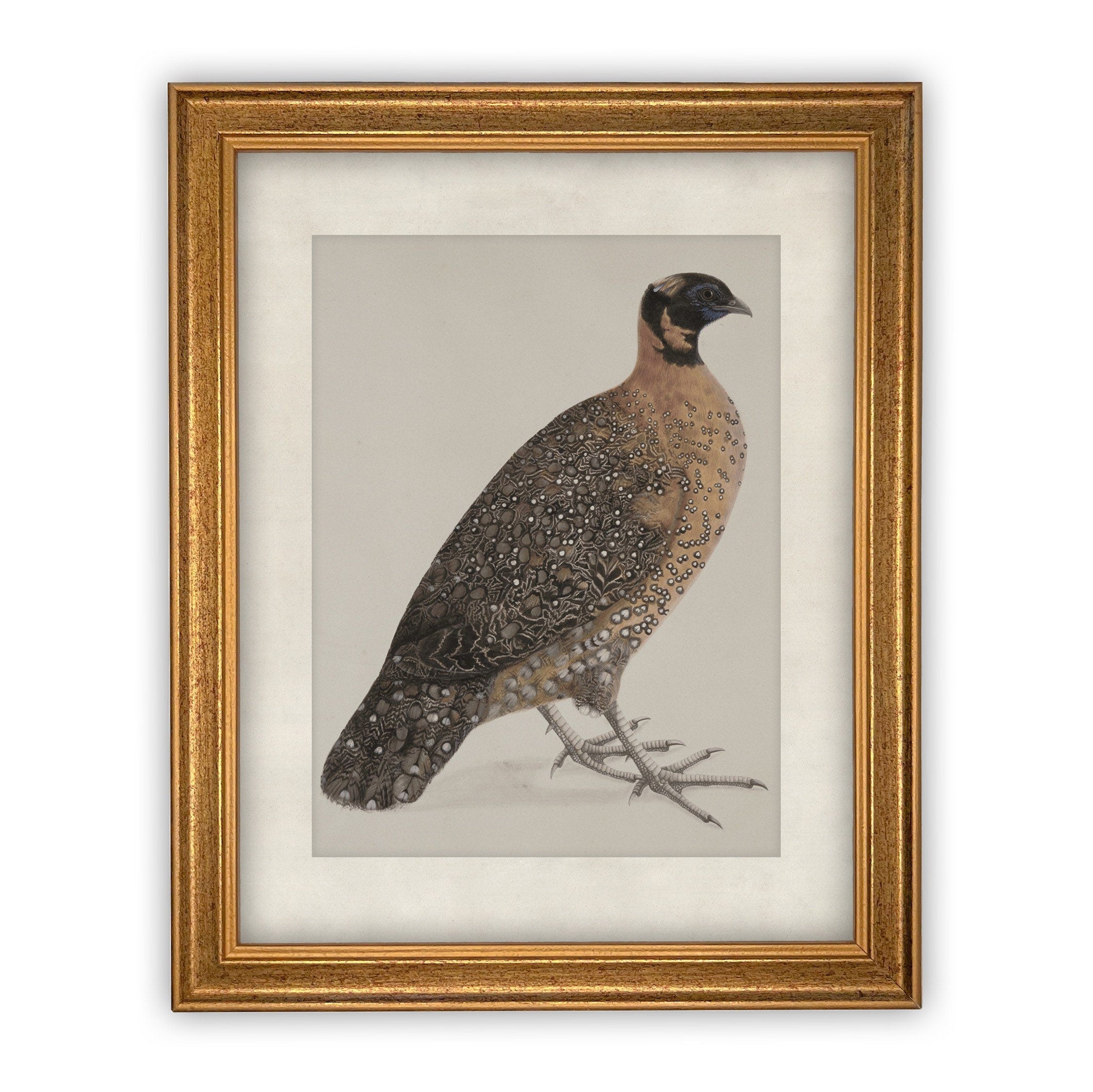 Vintage Framed Canvas Art  // Framed Vintage Print // Vintage Painting //Antique Bird Painting // Traditional Farmhouse Art //#A-104