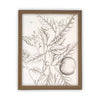 Vintage Framed Canvas Art  // Framed Vintage Print // Vintage Painting // Botanical Orange Branch Sketch // Farmhouse print  //#BOT-117