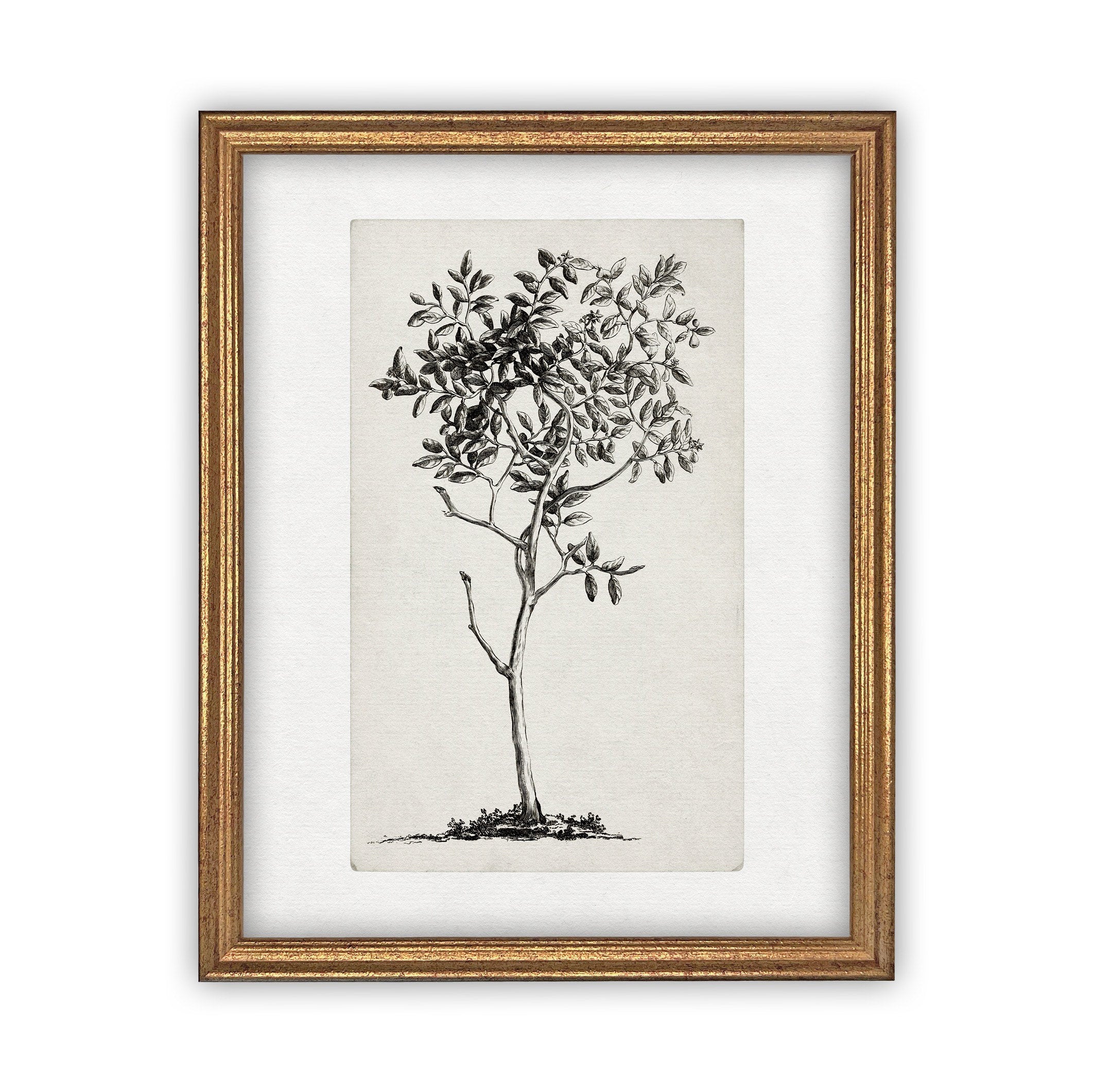Vintage Framed Canvas Art  // Framed Vintage Print // Vintage Painting // Black White Tree Sketch // Farmhouse print //#BOT-124