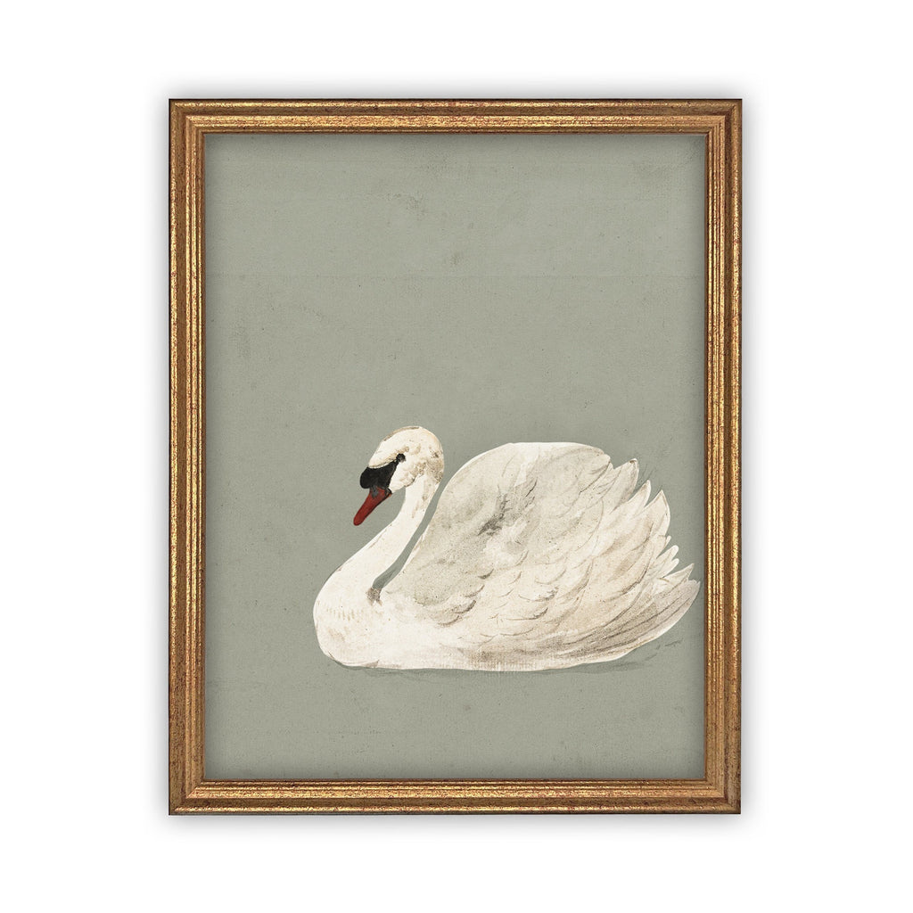 Swan Family Love Vintage Style Photo popular Art Framed Print