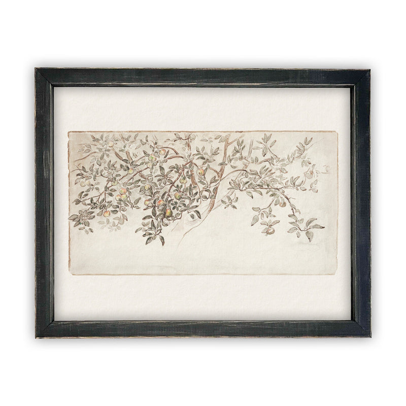 Vintage Framed Canvas Art  // Framed Vintage Print // Vintage Painting // Botanical Citrus Tree Sketch // Farmhouse print  //#BOT-111