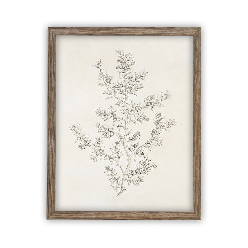 Vintage Framed Canvas Art  // Framed Vintage Print // Vintage Painting // Botanical Sketch // Winter Pine botanical print //#CH-308