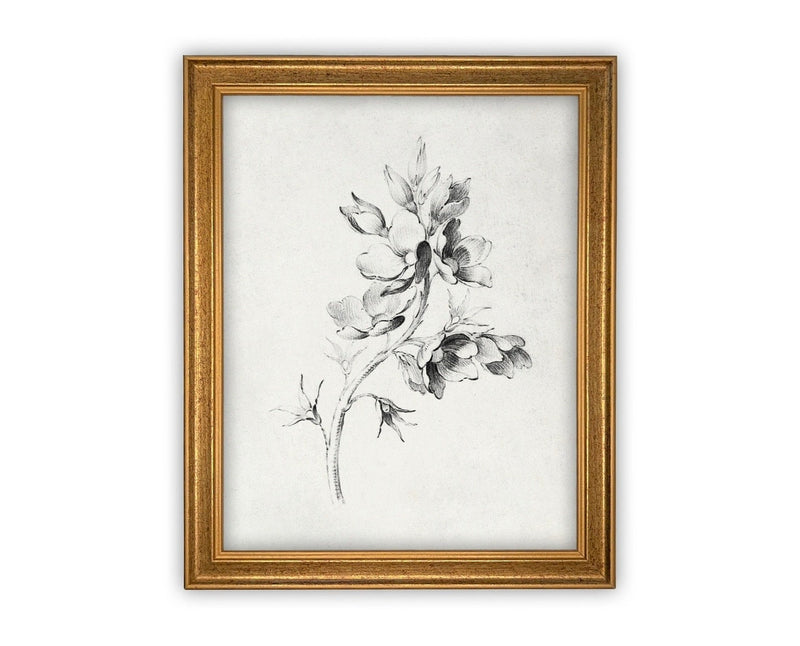 Vintage Framed Canvas Art // Framed Vintage Print // Vintage Painting // Botanical Sketch // Farmhouse print //#BOT-134