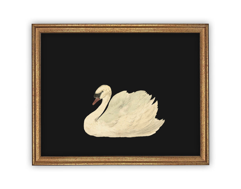 Vintage Framed Canvas Black Swan Art #A-102