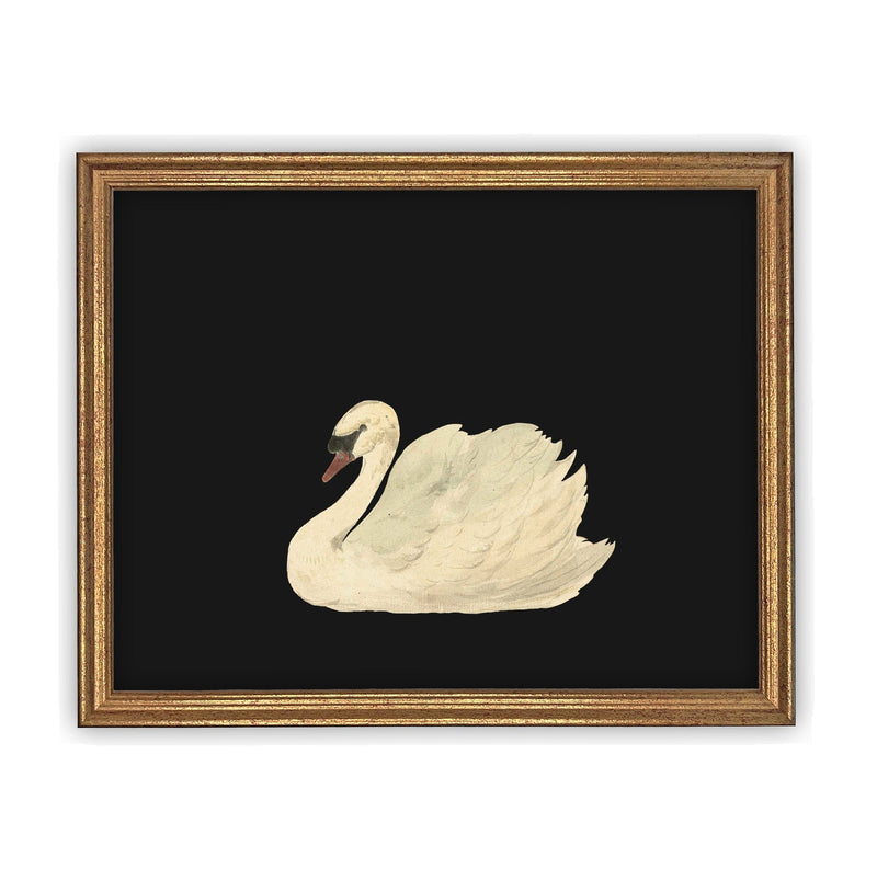 Vintage Framed Canvas Black Swan Art #A-102