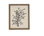 Vintage Framed Canvas Art // Framed Vintage Print // Vintage Painting // Botanical Sketch // Farmhouse print //#BOT-139