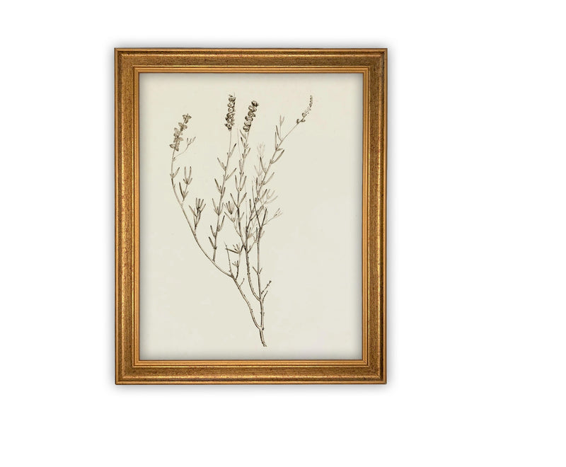 Vintage Framed Canvas Art // Framed Vintage Print // Vintage Painting // Botanical Sketch // Farmhouse print //#BOT-147