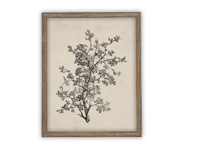 Vintage Framed Canvas Art // Framed Vintage Print // Vintage Painting // Botanical Sketch // Farmhouse print //#BOT-139